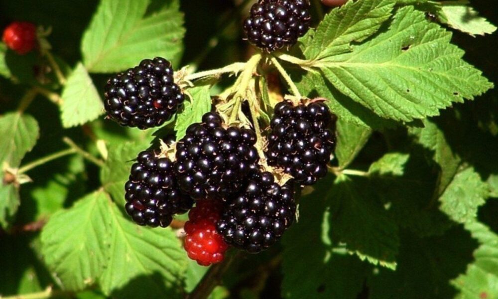 Кислая ожина: причины и способы спасти урожай