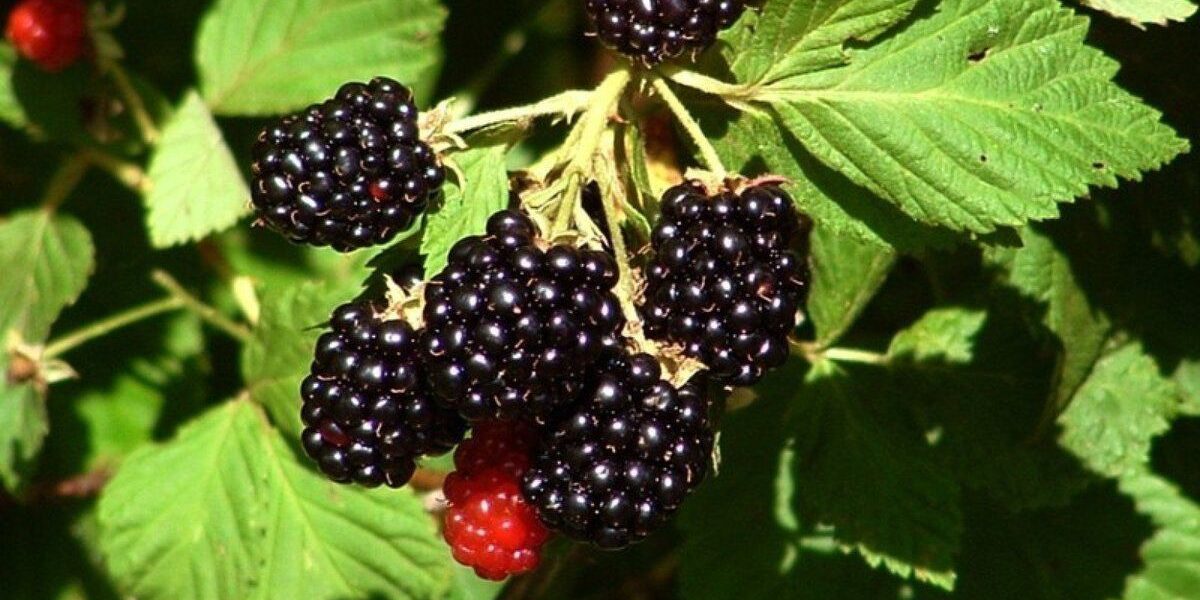 Кислая ожина: причины и способы спасти урожай