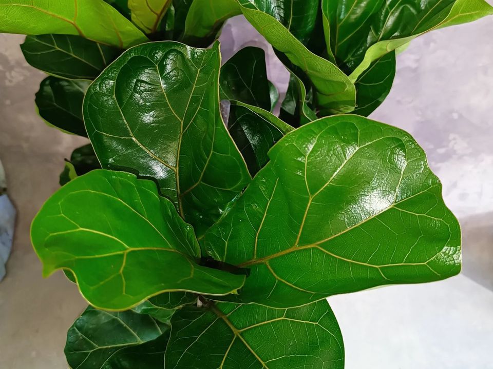 Секрет пышного фикуса: как вырастить комнатное дерево до потолка