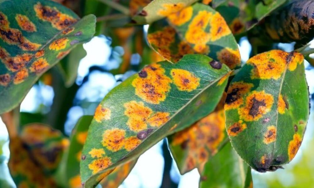 Болезни груши: как распознать и вылечить, советы для садоводов