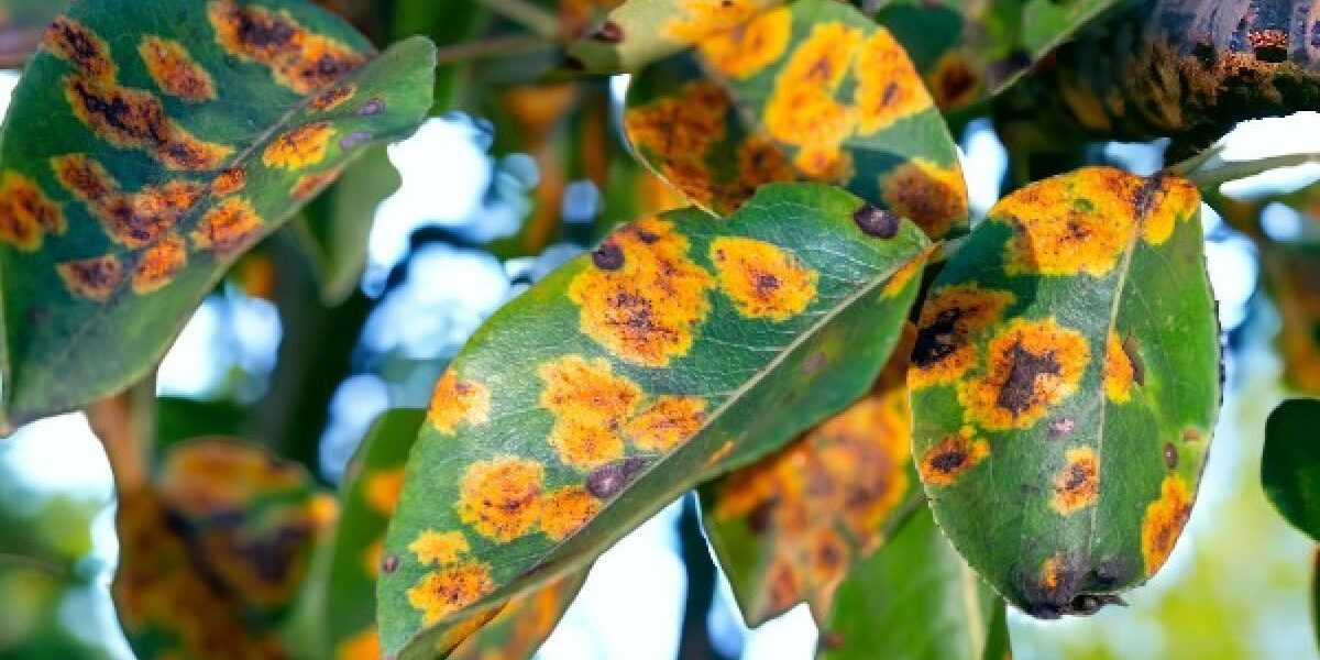 Болезни груши: как распознать и вылечить, советы для садоводов