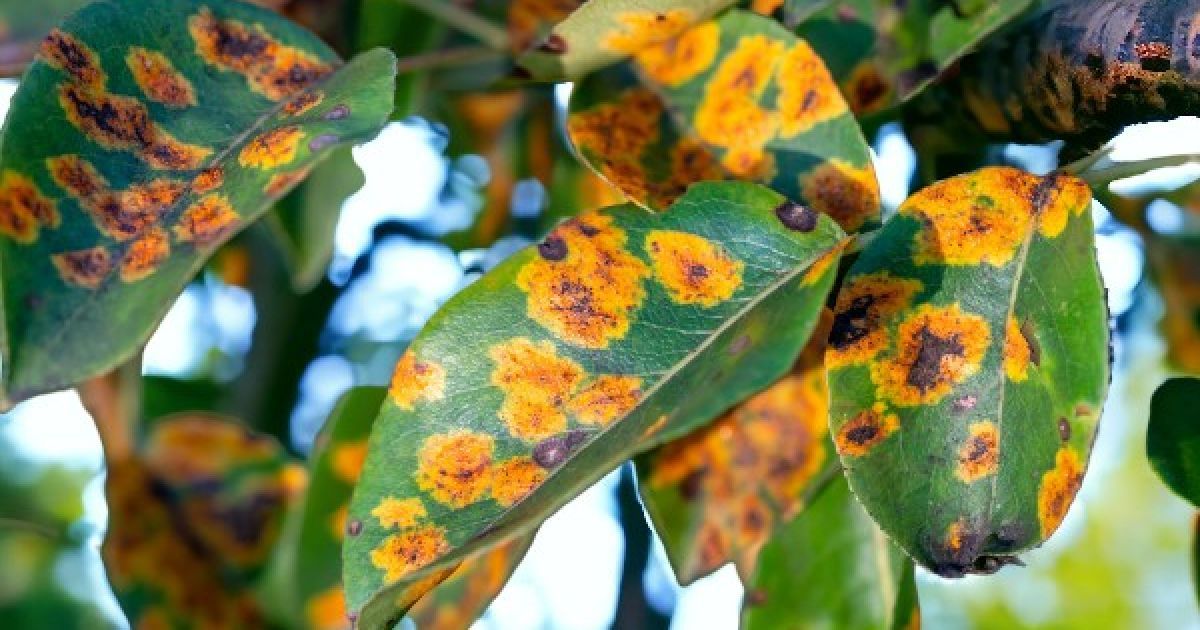 Болезни груши: как распознать и вылечить, советы для садоводов