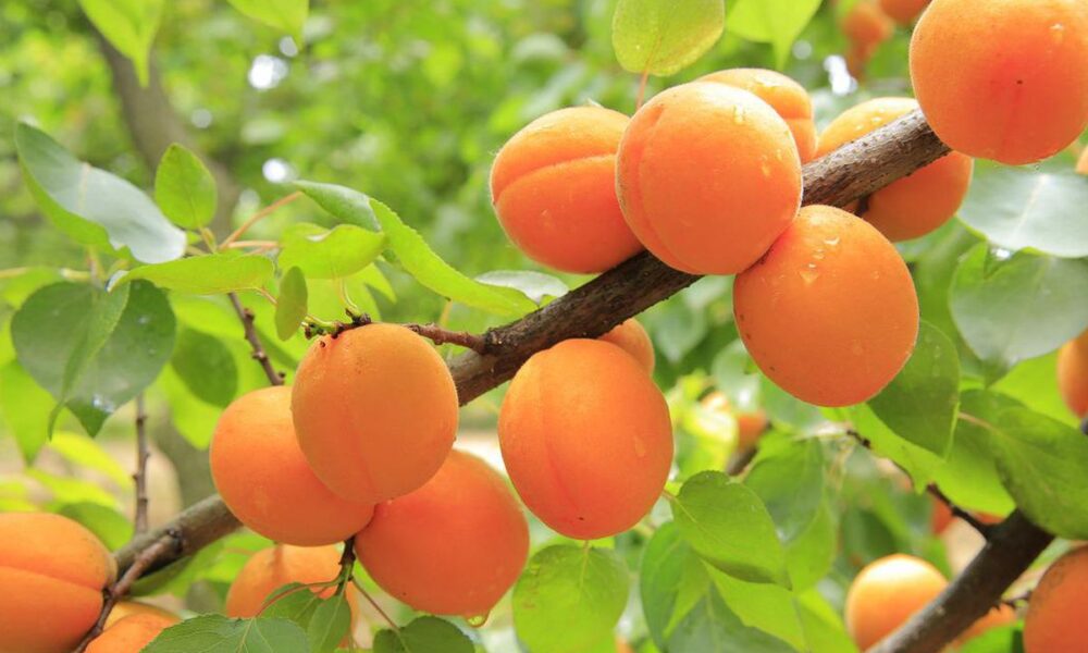 Уход за плодовыми деревьями после сбора урожая: советы для садоводов