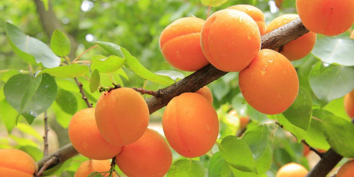 Уход за плодовыми деревьями после сбора урожая: советы для садоводов