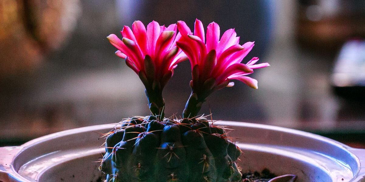 Кактусы в доме: приметы, суеверия и полезные советы хозяйкам