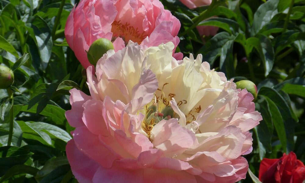 Уход за пионами после цветения: важные советы для пышного сада