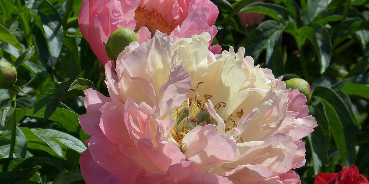 Уход за пионами после цветения: важные советы для пышного сада