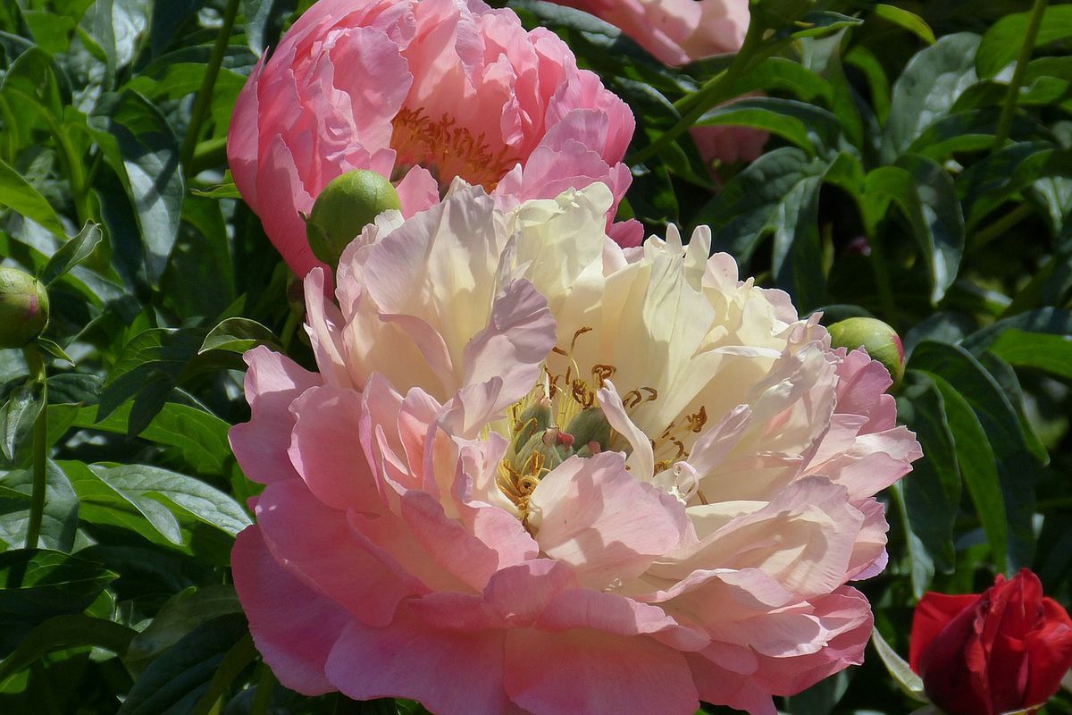 Уход за пионами после цветения: важные советы для пышного сада