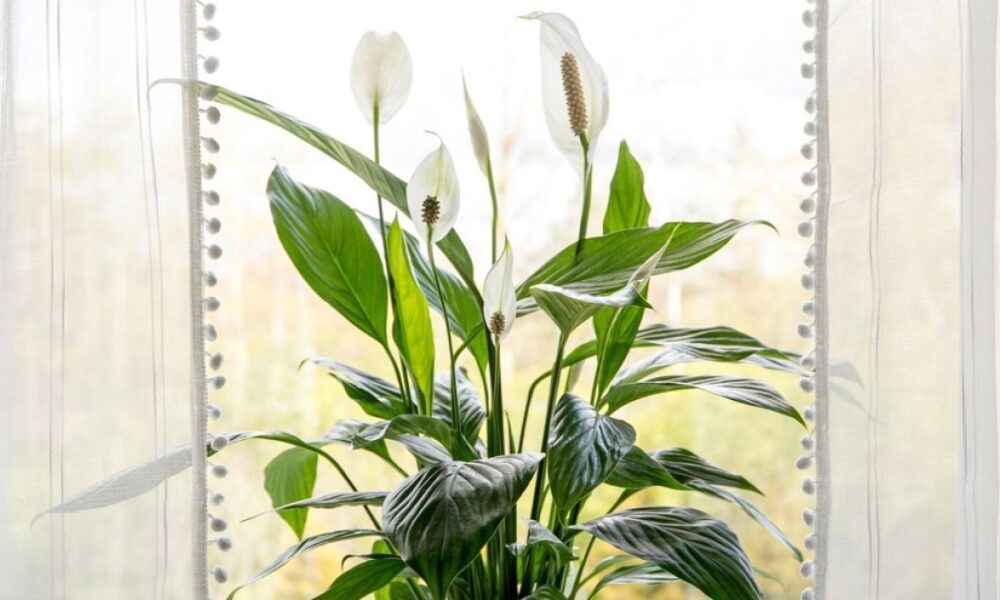 Спатифиллум желтеет: причины и способы спасения цветка