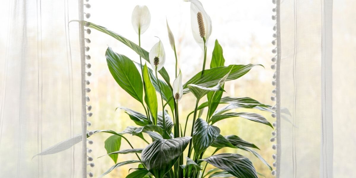 Спатифиллум желтеет: причины и способы спасения цветка