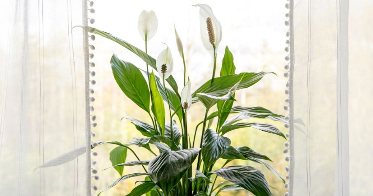 Спатифиллум желтеет: причины и способы спасения цветка