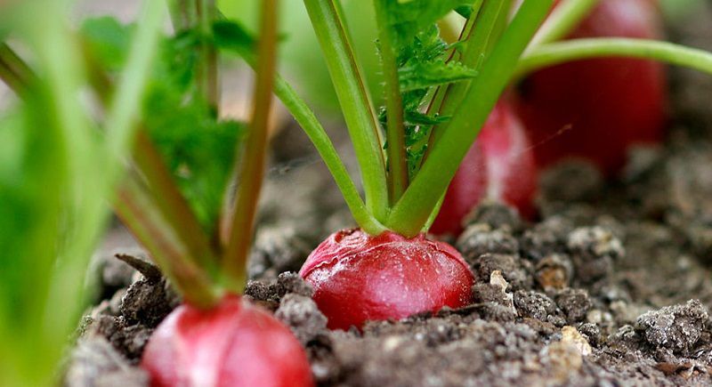 Секреты богатого урожая редиски: советы для начинающих садоводов