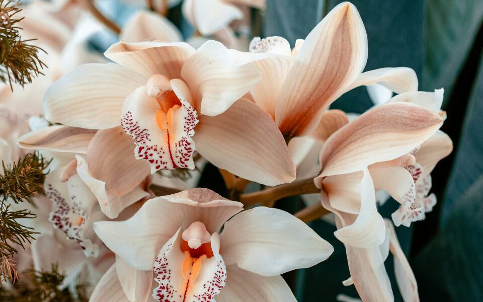 Кофейная подкормка для пышного цветения орхидей: секреты ухода в домашних условиях