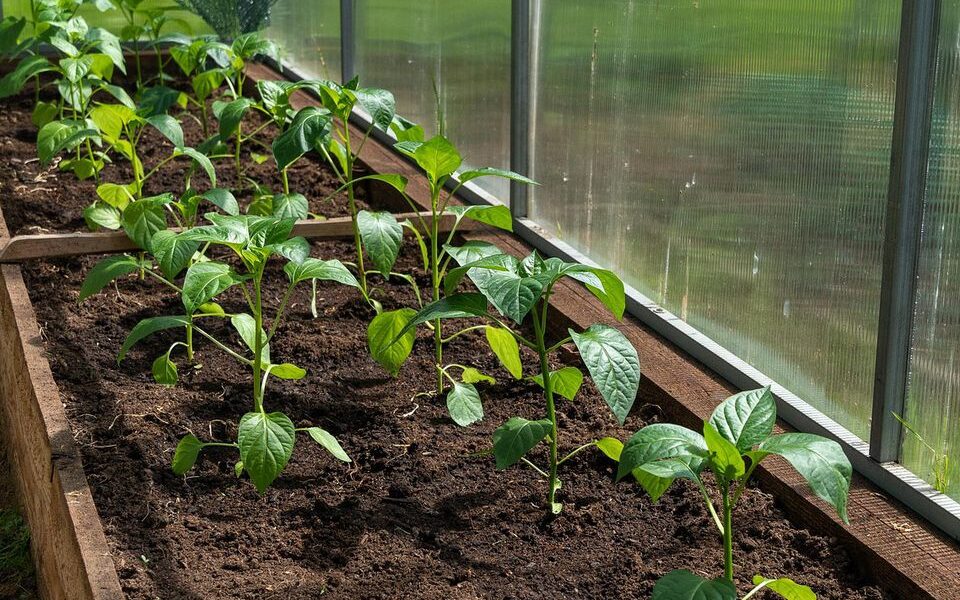 Почему опадают листья у перца в теплице: спасаем урожай!