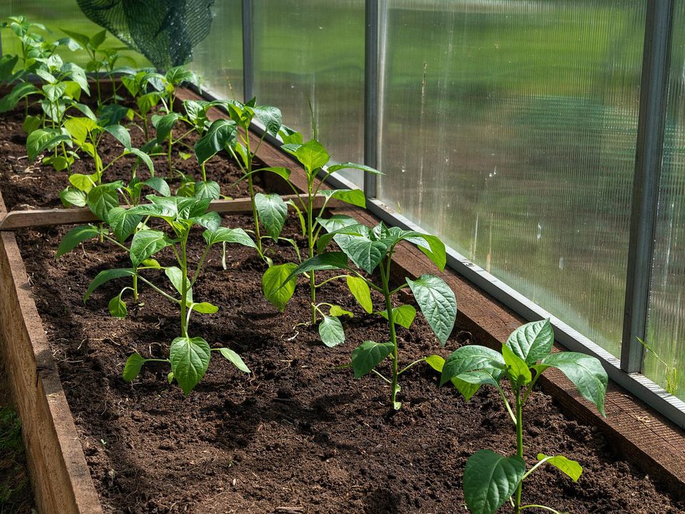 Почему опадают листья у перца в теплице: спасаем урожай!