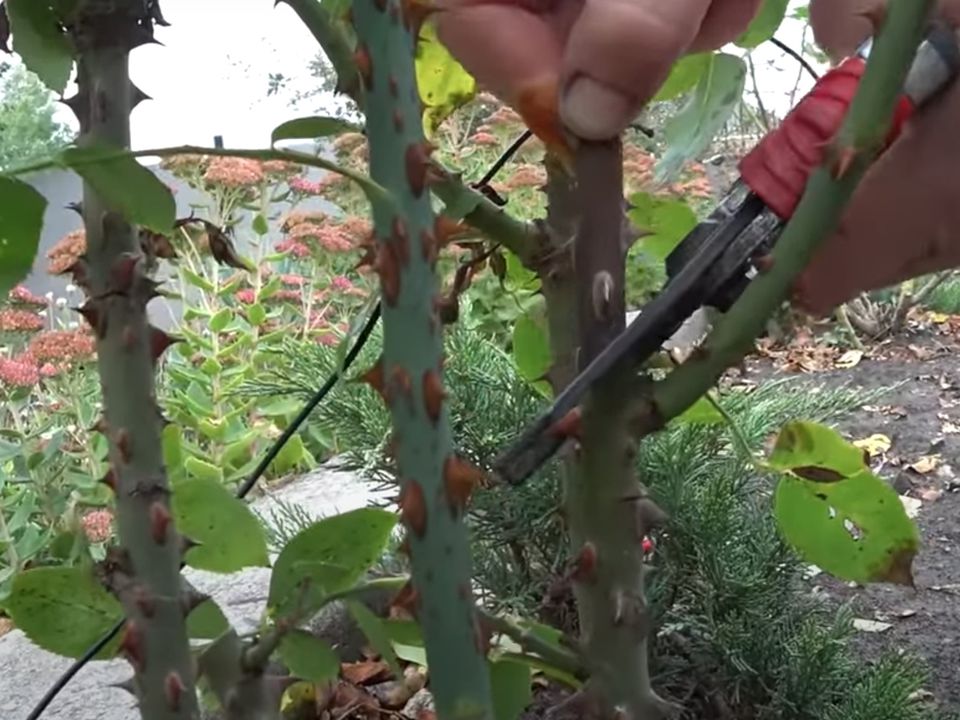 Как правильно обрезать розы на зиму: советы для начинающих садоводов