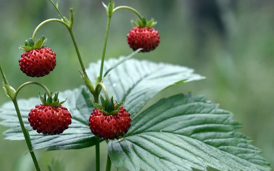 Секреты богатого урожая клубники: советы для хозяек