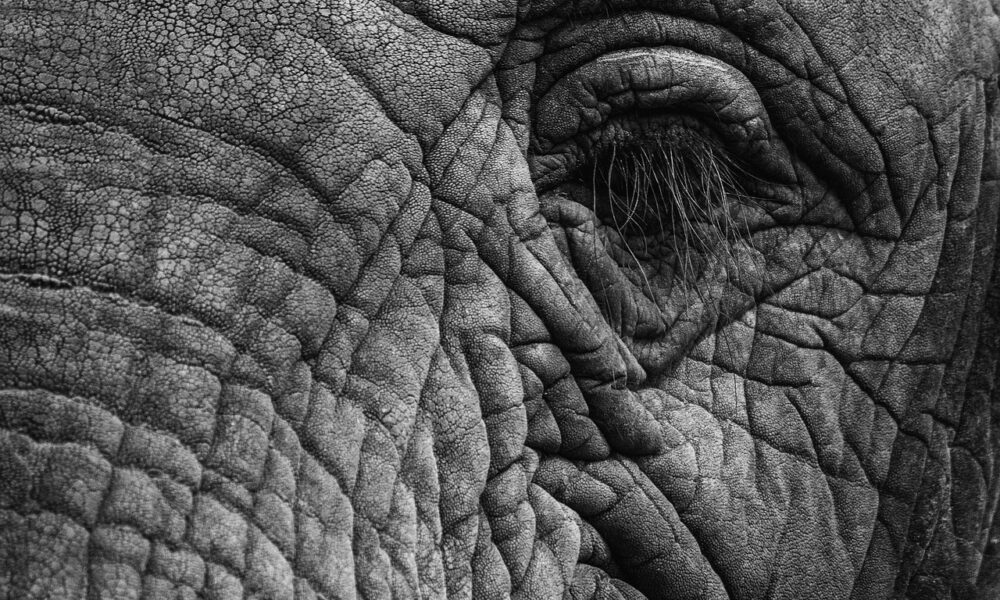 Image for: Драйбрашинг: секреты гладкой кожи и антицеллюлитного эффекта. Tags: слон, глаз, ресницы, кожа, толстая кожа,...