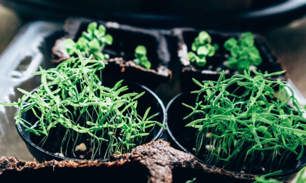 Что посеять на рассаду в конце февраля: советы для хозяек