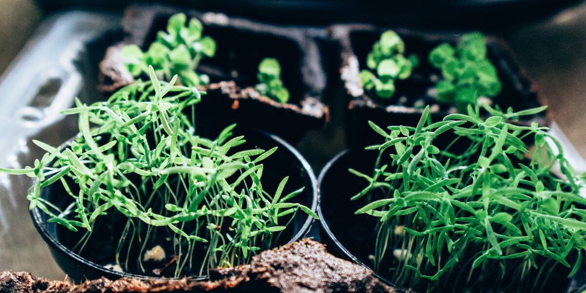 Что посеять на рассаду в конце февраля: советы для хозяек