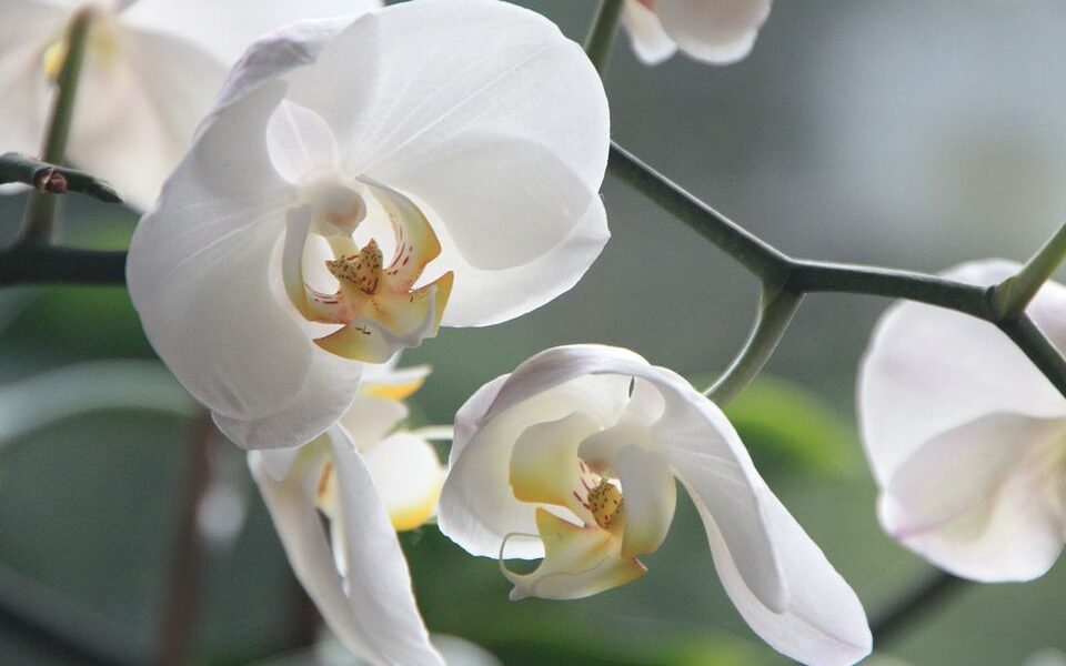 Орхидея вянет и сбрасывает бутоны: что делать? Секреты ухода