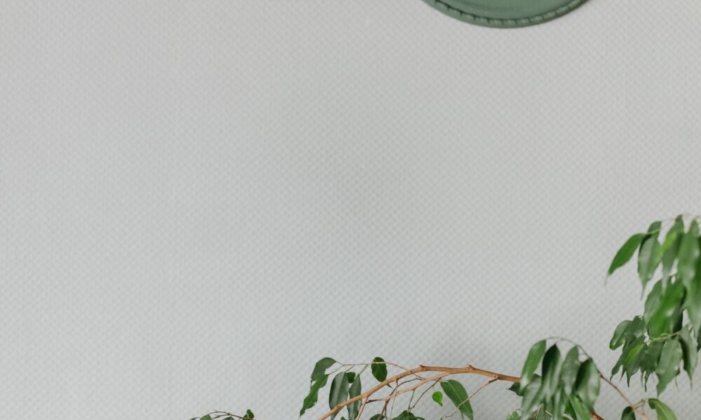 Фикус сбрасывает листья: причины и что делать в домашних условиях