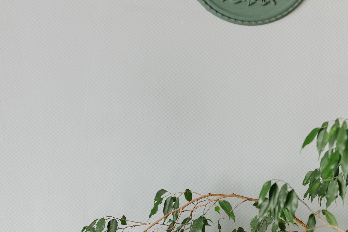 Фикус сбрасывает листья: причины и что делать в домашних условиях