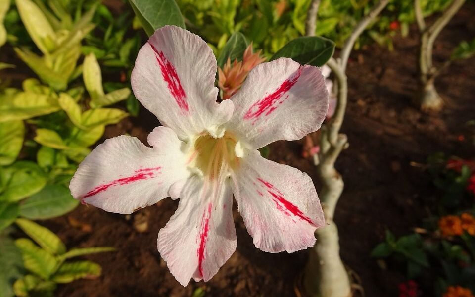 Почему не цветут комнатные растения: советы для хозяек