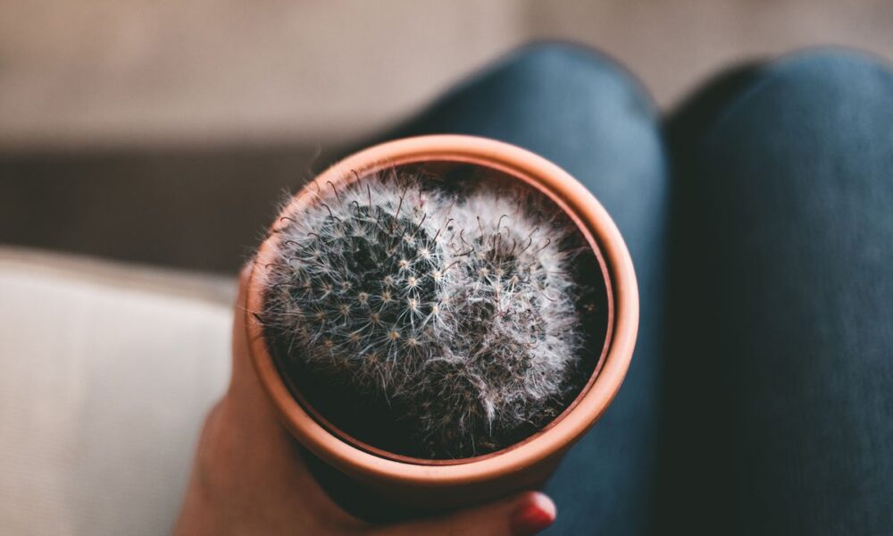 Кактусы в доме: польза или вред для женщин?