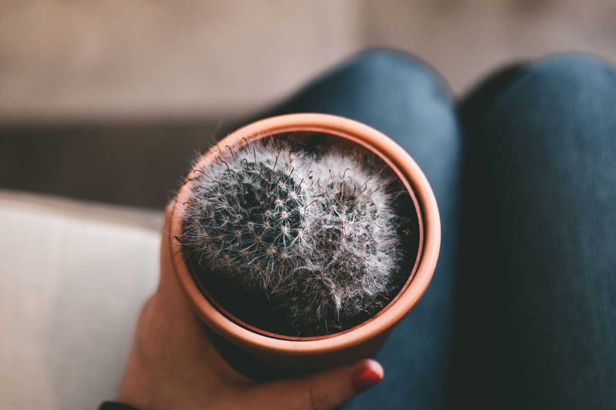 Кактусы в доме: польза или вред для женщин?