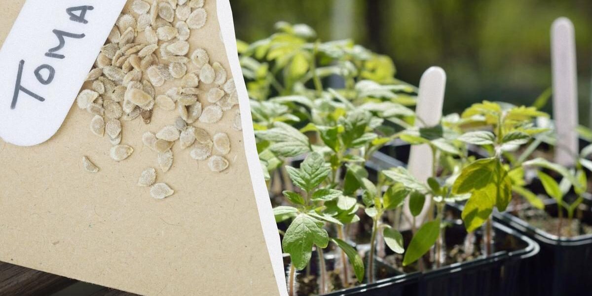 Секреты замачивания семян для богатого урожая: помидоры, перец и не только