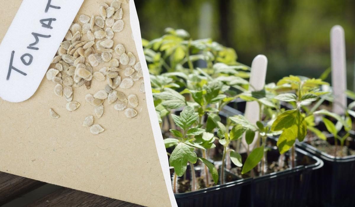 Секреты замачивания семян для богатого урожая: помидоры, перец и не только