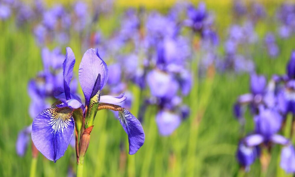 Пересадка ирисов осенью: советы для красивого сада