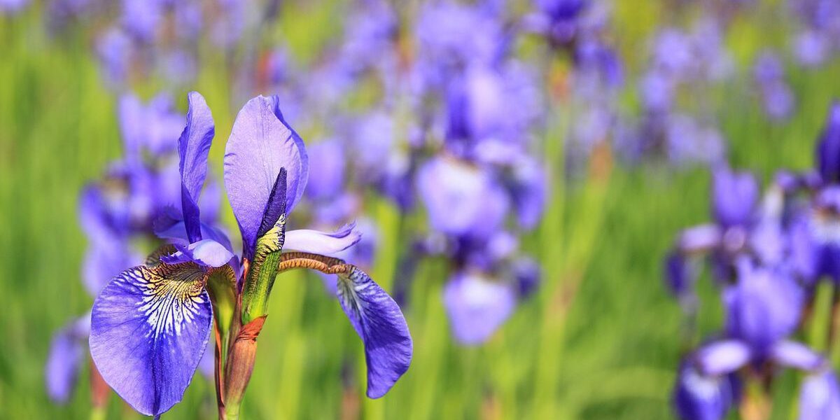 Пересадка ирисов осенью: советы для красивого сада