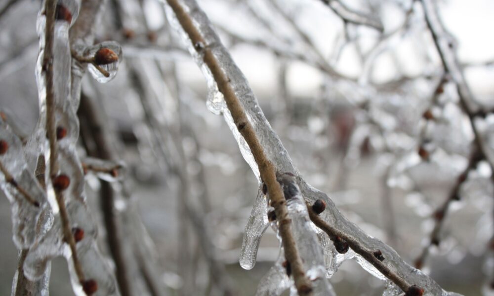 Плодовое дерево пострадало от мороза: как спасти урожай