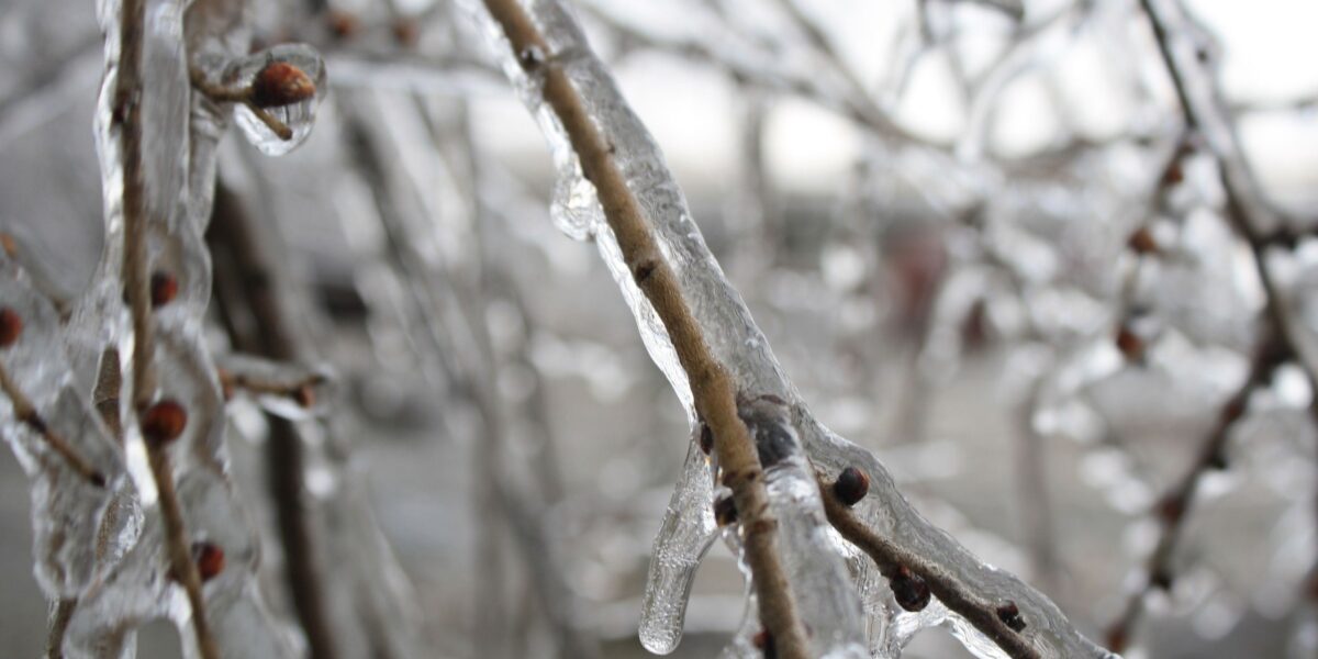 Плодовое дерево пострадало от мороза: как спасти урожай