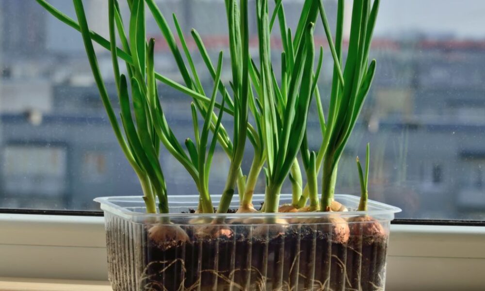 Зеленый лук на подоконнике: секреты богатого урожая для каждой хозяйки
