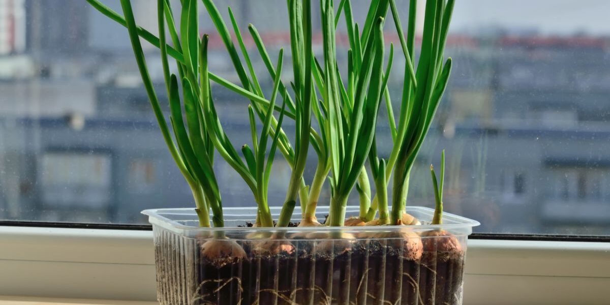 Зеленый лук на подоконнике: секреты богатого урожая для каждой хозяйки
