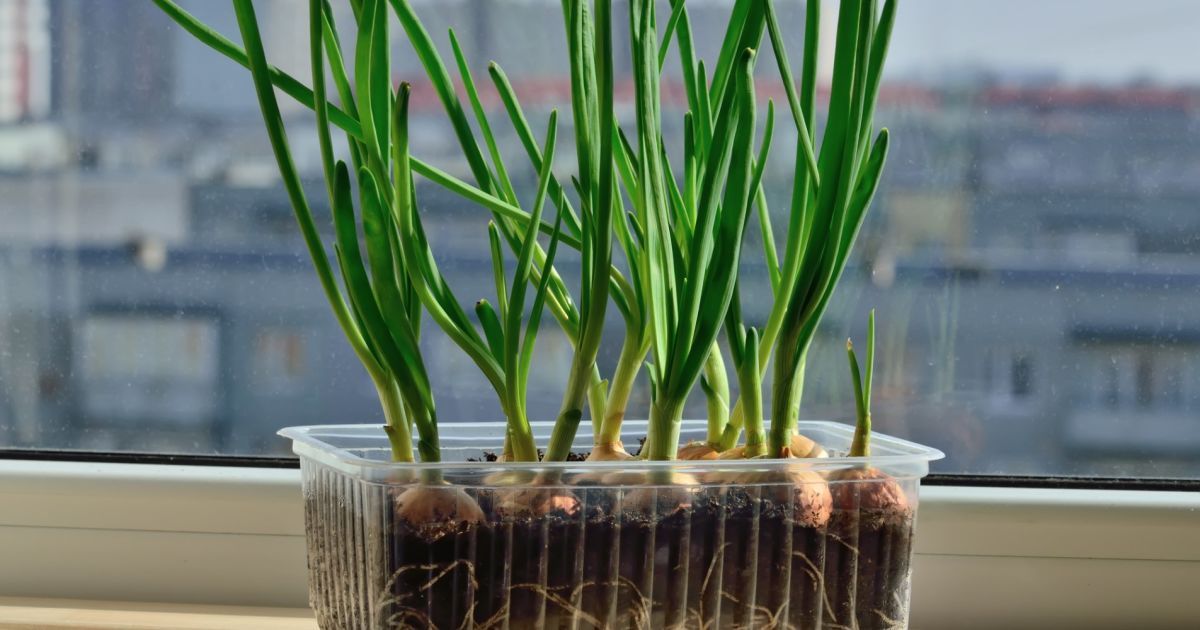 Зеленый лук на подоконнике: секреты богатого урожая для каждой хозяйки