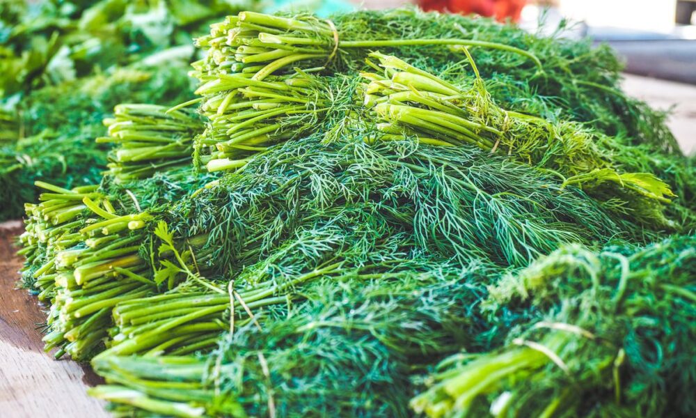 Как сохранить зелень свежей: лучшие советы для хозяек