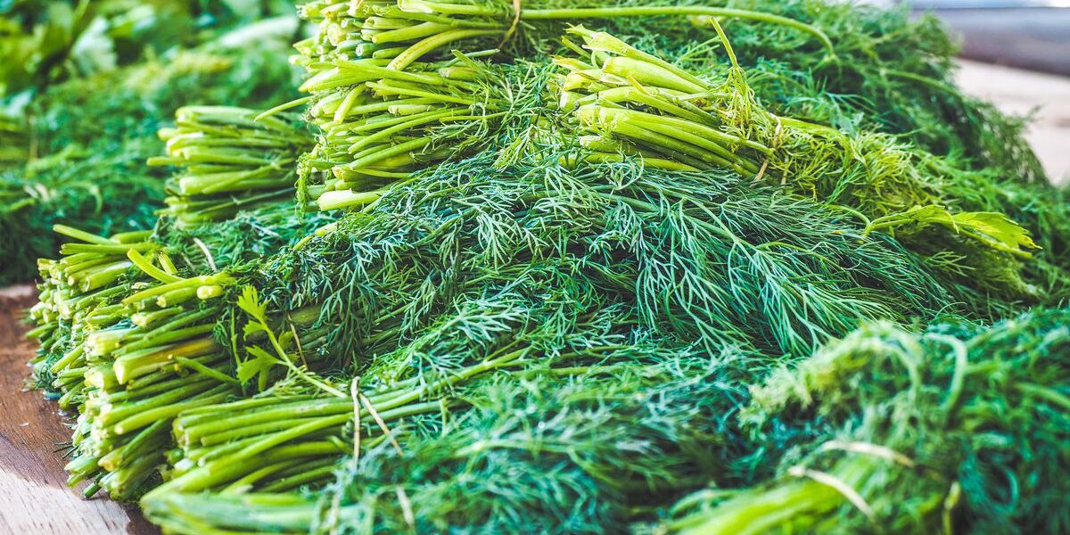 Как сохранить зелень свежей: лучшие советы для хозяек