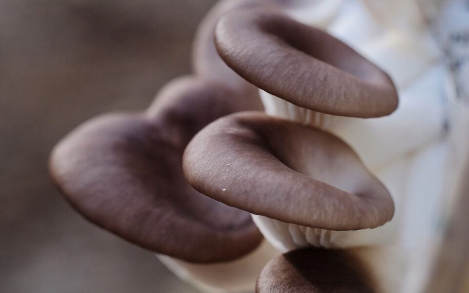 Как выбрать солому для успешного выращивания глив в домашних условиях