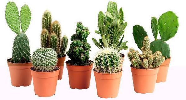 Как вырастить кактус дома: советы и секреты для начинающих