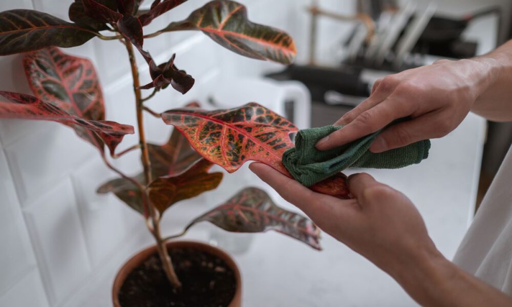 Комнатные цветы не растут: что делать и как ухаживать