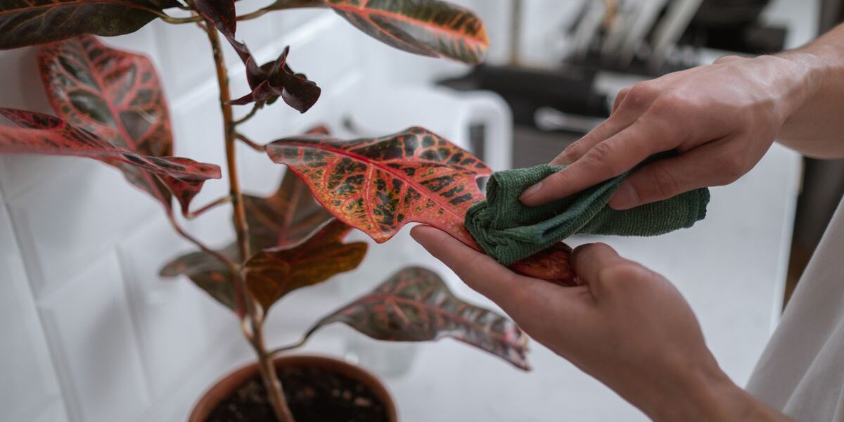 Комнатные цветы не растут: что делать и как ухаживать