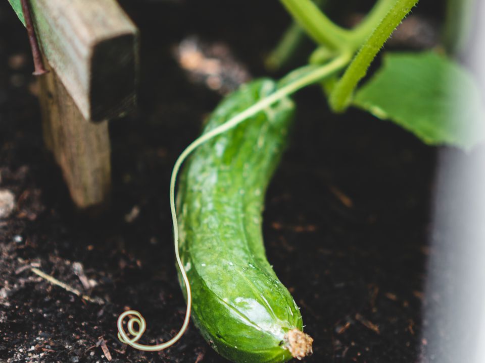 Как продлить урожай огурцов до поздней осени: секреты подкормки