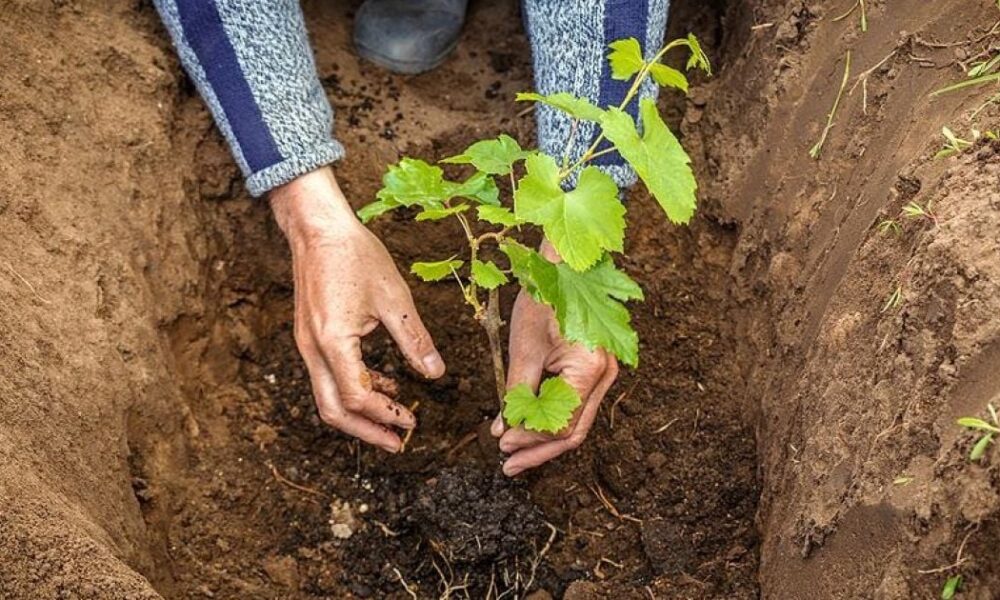 Сажаем виноград осенью: советы и секреты для богатого урожая