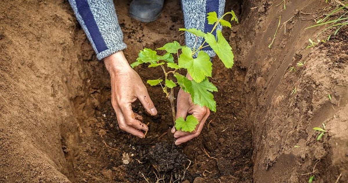 Сажаем виноград осенью: советы и секреты для богатого урожая