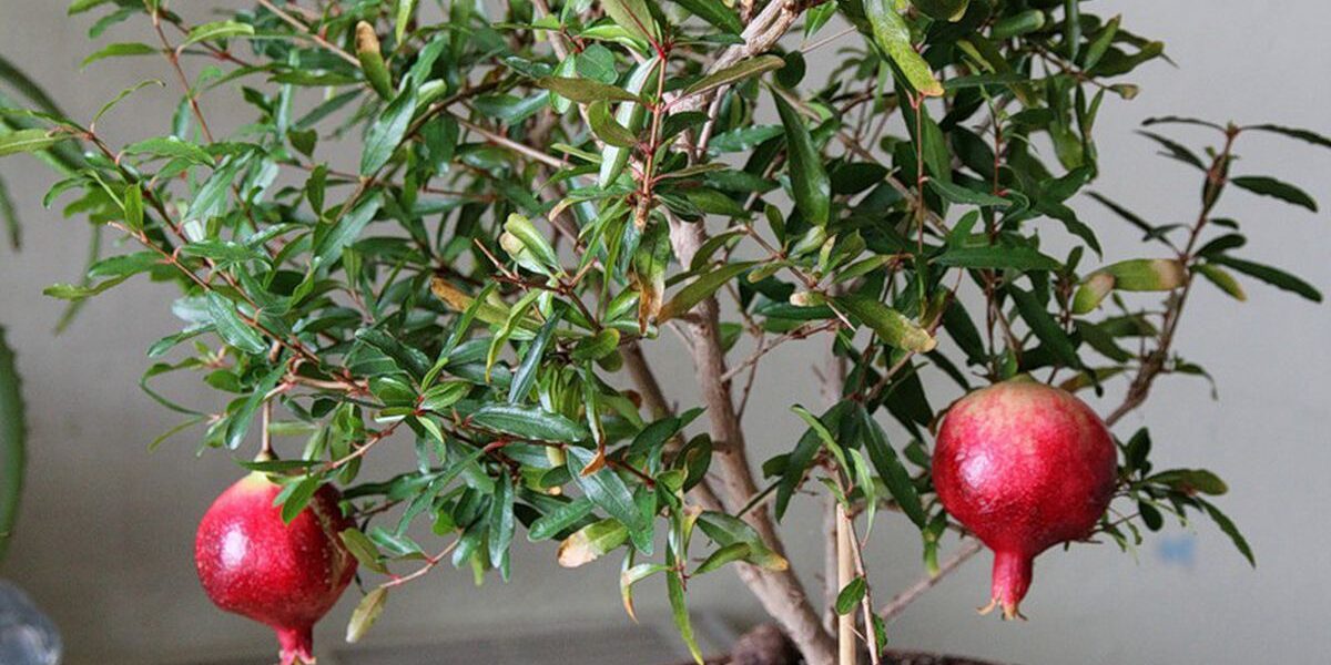 Гранат дома: секреты выращивания красивого деревца для начинающих