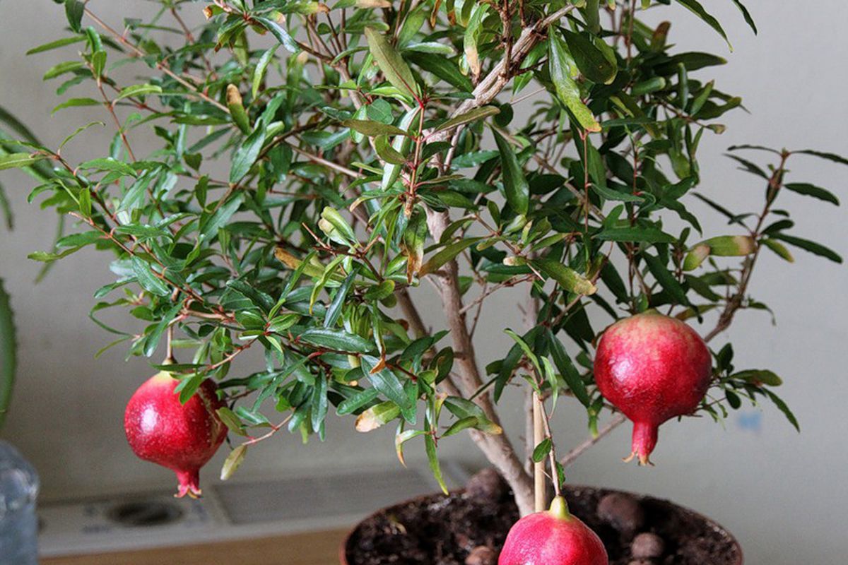 Гранат дома: секреты выращивания красивого деревца для начинающих